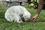 LAGOTTO CAVAGE 035